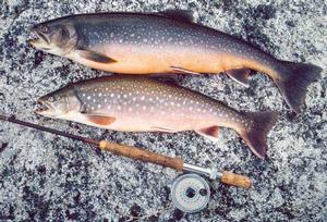 Två fjällrödingar